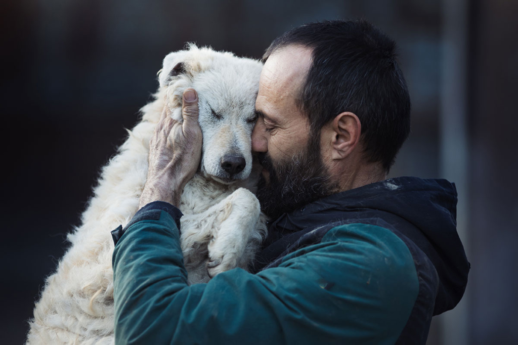 Guide to service animals for Arizona landlords