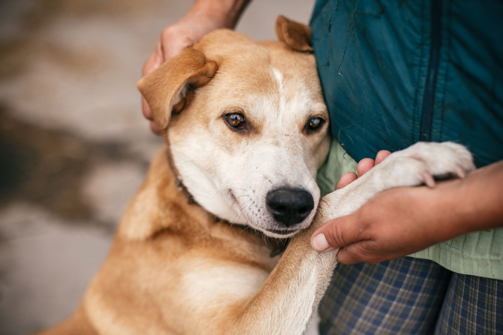 Service animals in Arizona