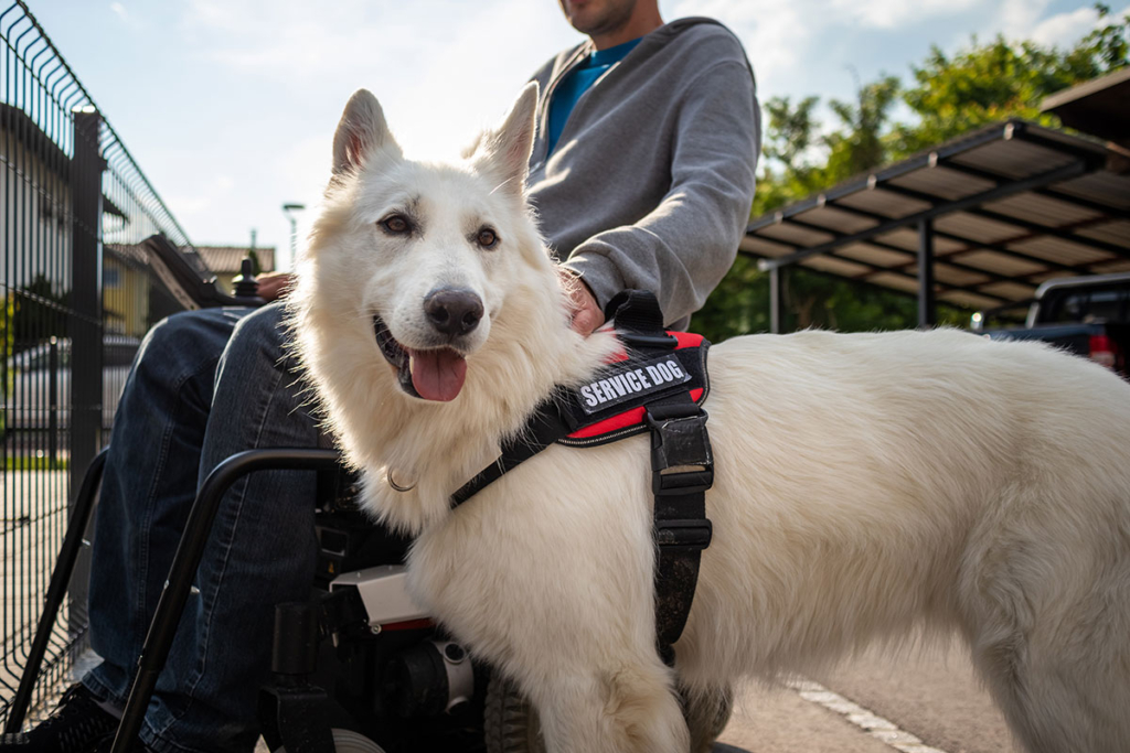 Service dog with vest